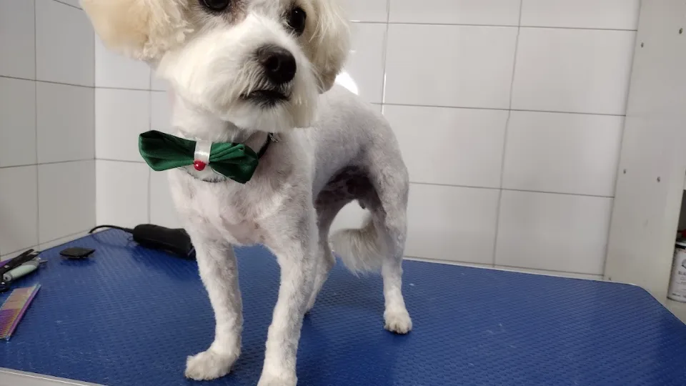 Aura ProEco Vet — fotografie de copertă