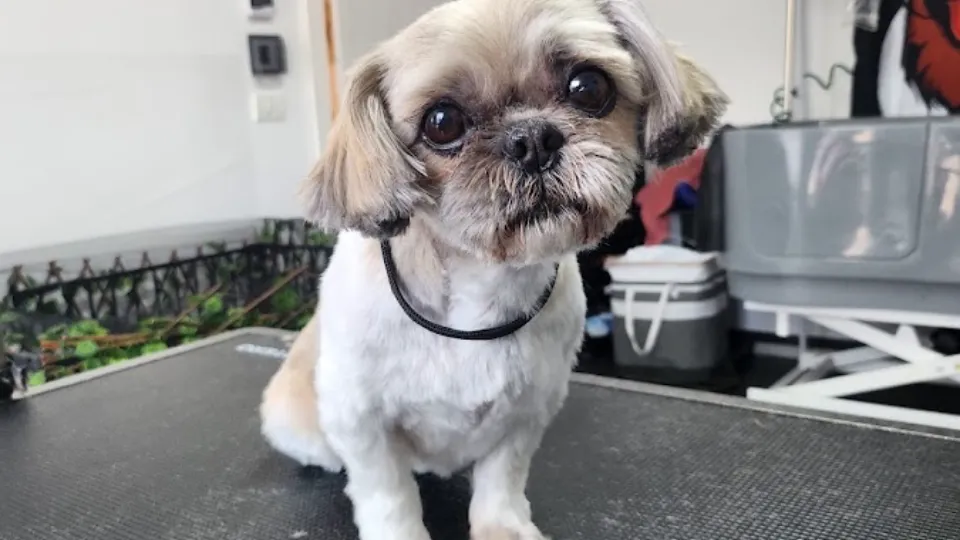 Salon Canin Timisoara Refresh Grooming (Frizerie Canina si Felina) — fotografie de copertă