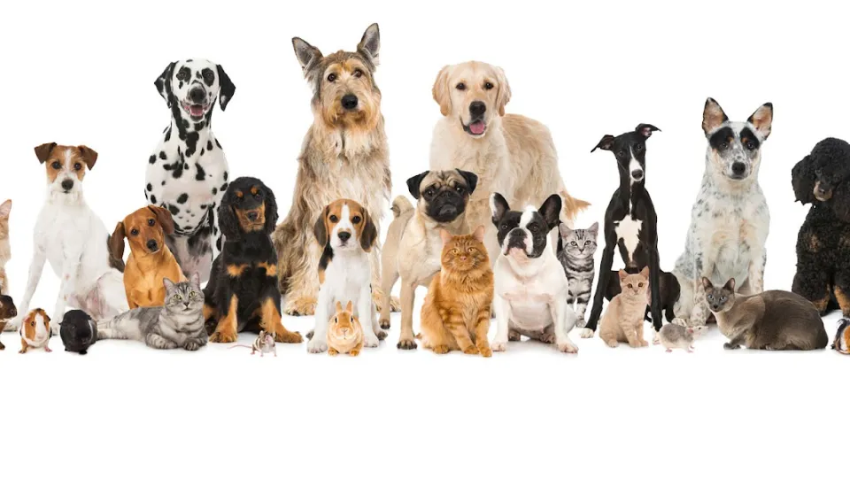 Tardigrad Vet - Cabinet Veterinar Timisoara — fotografie de copertă