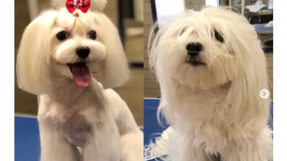 Lori's Pet Grooming — fotografie de copertă