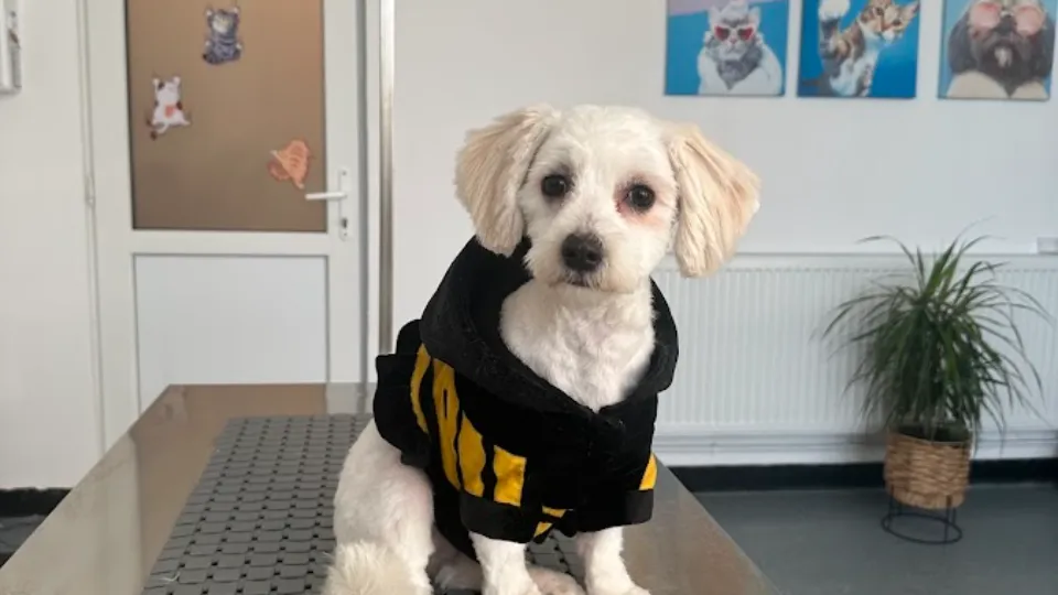 Cabinet veterinar RALVET — fotografie de copertă