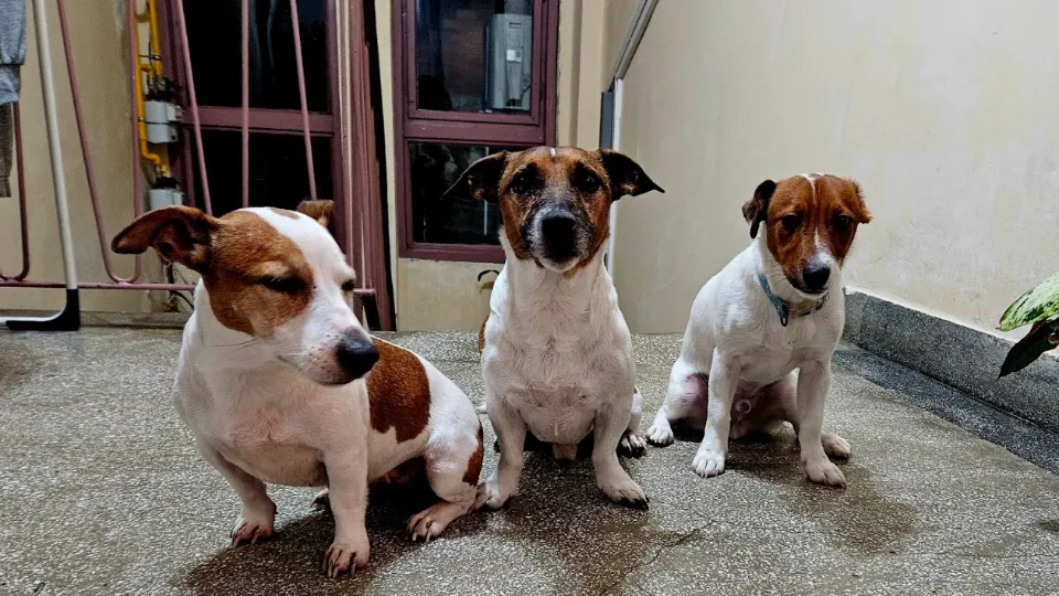 Dresaj Canin Canisa De Atika — fotografie de copertă