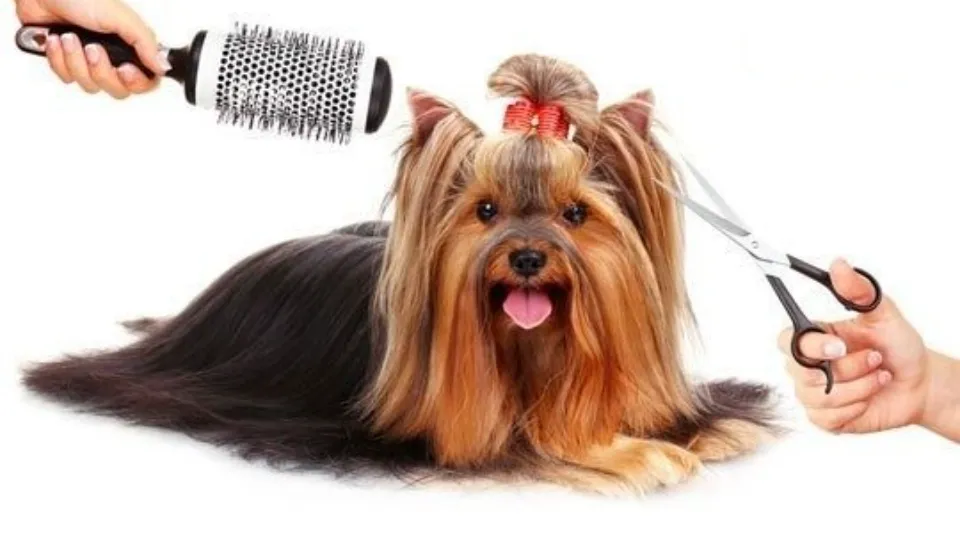 PUFY PET - SALON COSMETICĂ CANINĂ — fotografie de copertă