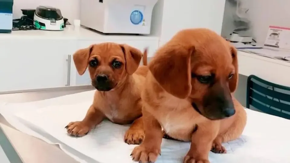 PetHealth - Cabinet si farmacie veterinara — fotografie de copertă
