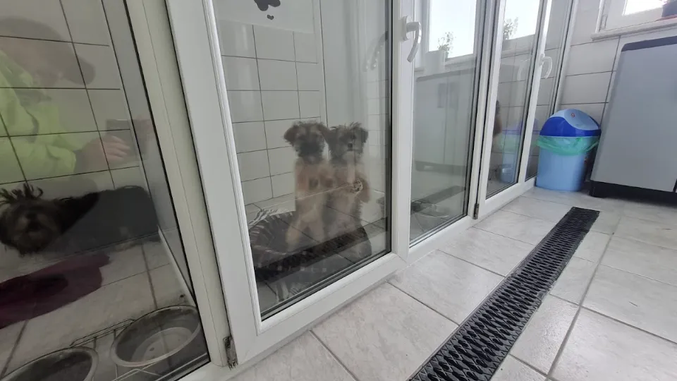 Pet Hotel Bacau — fotografie de copertă