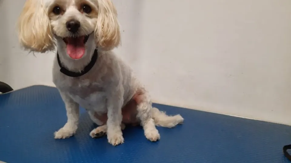 Cabinet Veterinar - Targu Frumos — fotografie de copertă
