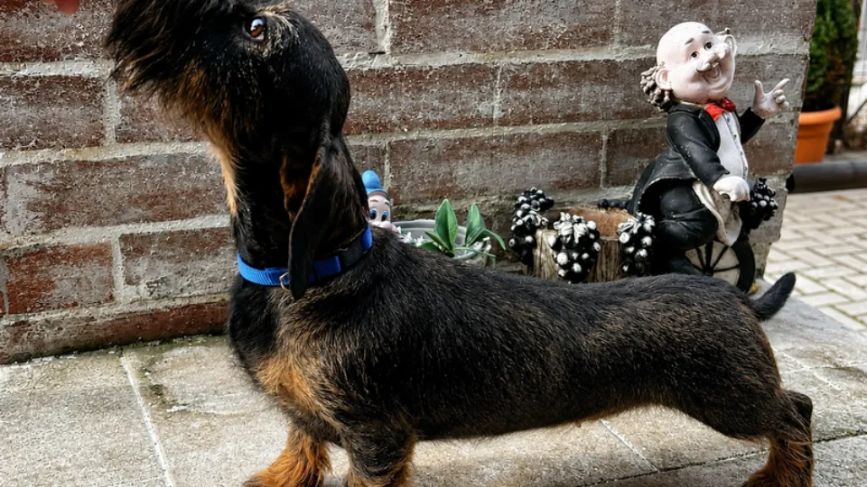 Tonyawire Kennel — fotografie de copertă