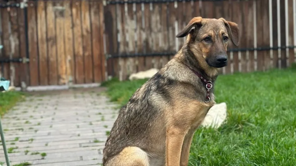DOG HOUSE INN - Pensiune canina Sibiu — fotografie de copertă