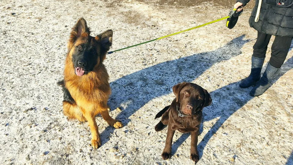 DogIsland K9 — fotografie de copertă