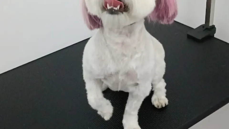 Fevila Royal Pet Spa Copou — fotografie de copertă