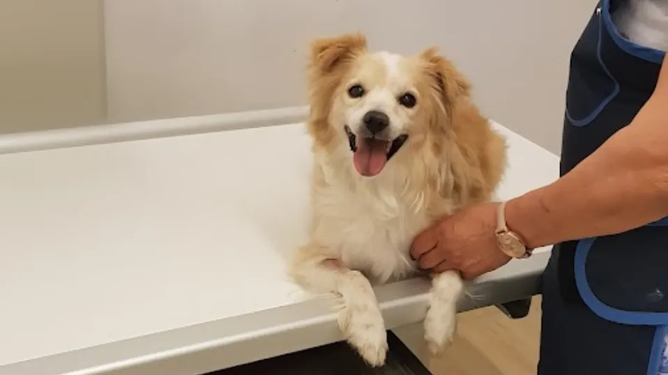 Cabinet veterinar - Centru de imagistică veterinară — fotografie de copertă