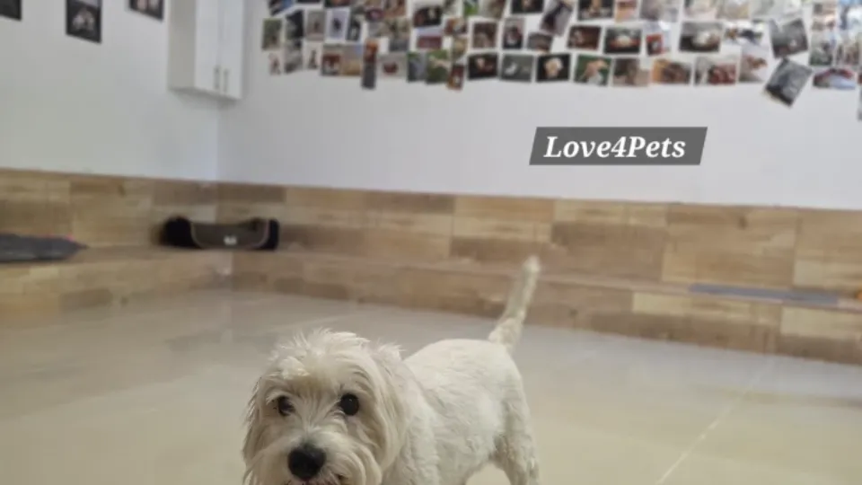 Love4Pets Pensiune canina / Pet sitter — fotografie de copertă