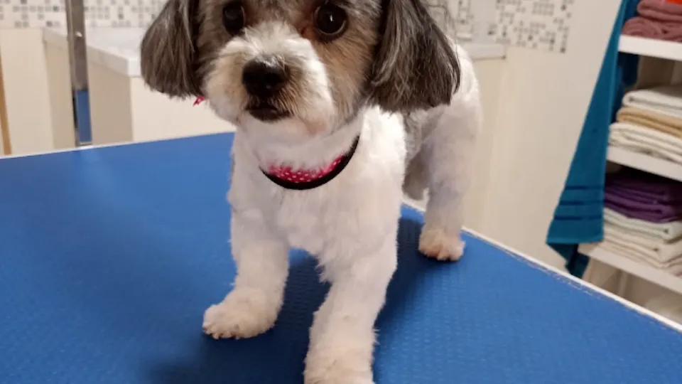 MushyPet Frizerie Canina — fotografie de copertă