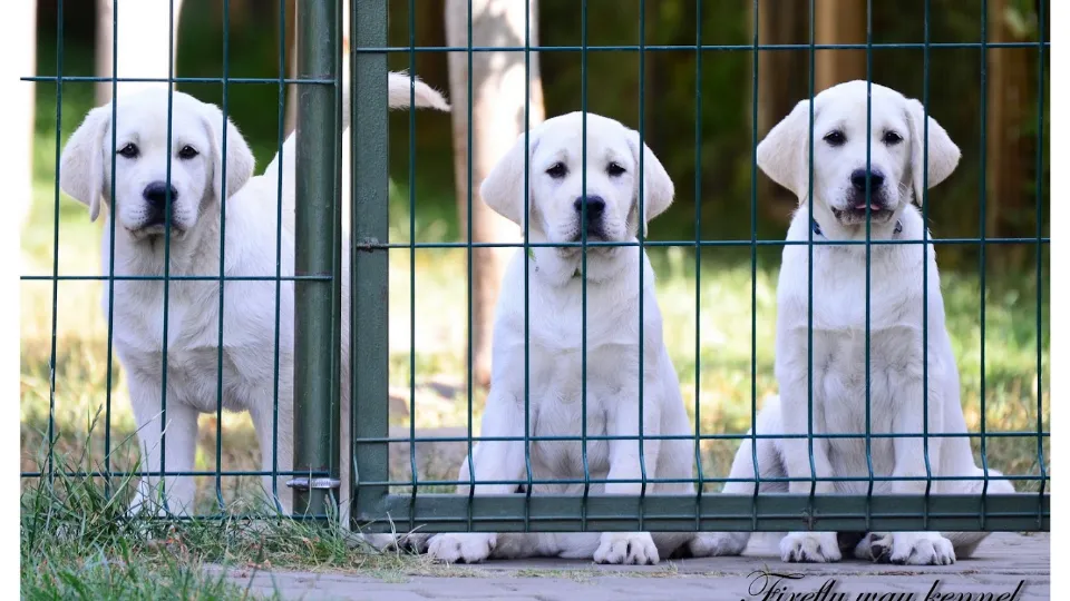 Canisa Labrador Retriever "FIREFLY WAY" — fotografie de copertă