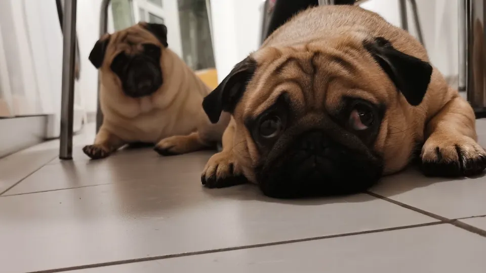 Mega Vet & Pet — fotografie de copertă