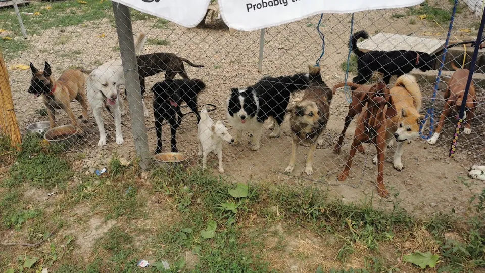 Pensiune canina Dog Camp — fotografie de copertă