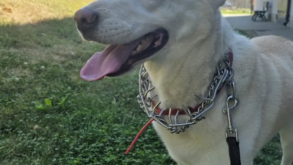 Stride K9 — fotografie de copertă