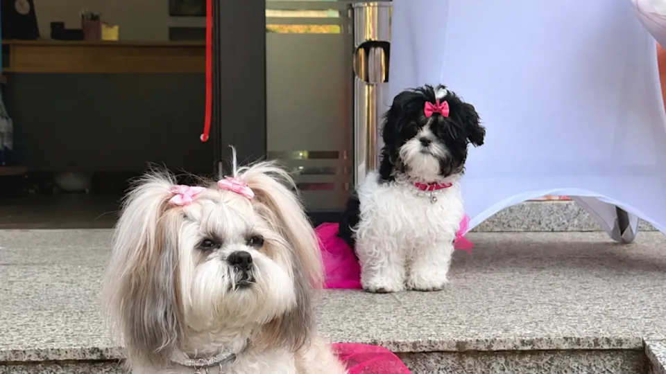 Daisy Grooming Studio — fotografie de copertă