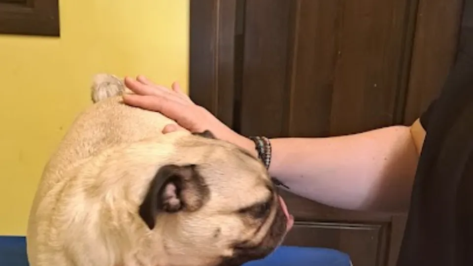 Dinda Pet — fotografie de copertă