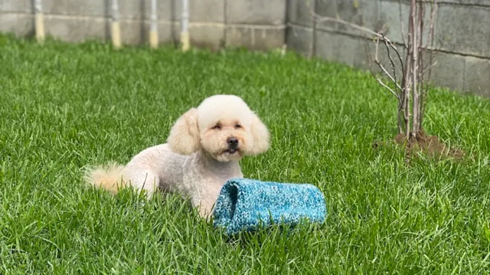 Salon canin Giroc - Deea Dog Stylist — fotografie de copertă