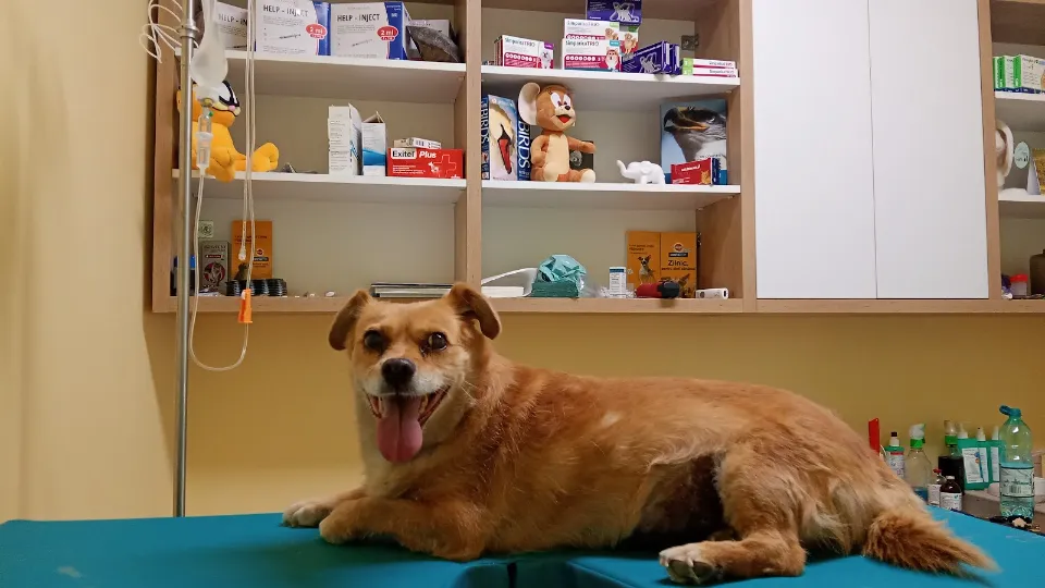 Happy Corner Pet — fotografie de copertă