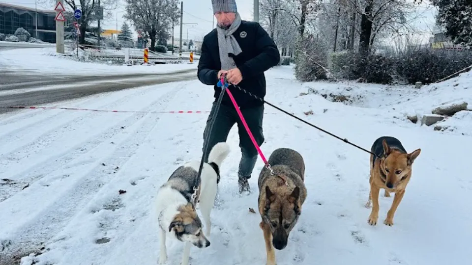 Iasmina And The Dogs — fotografie de copertă
