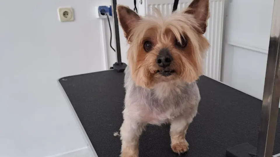Belle Beauty Pet SRL — fotografie de copertă