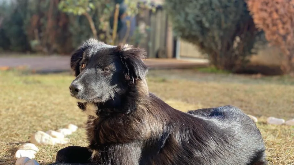 Frizerie canina - Maybell Groom Park — fotografie de copertă