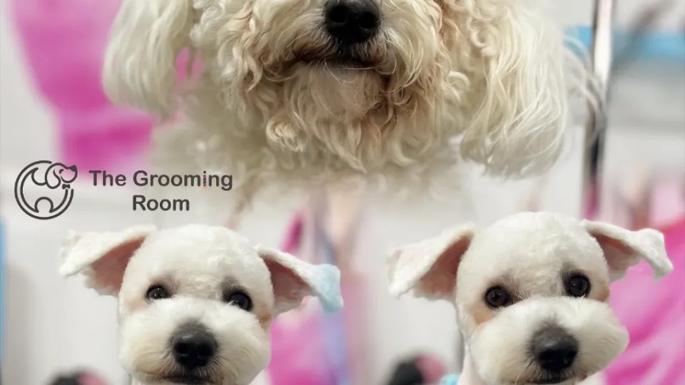 The Grooming Room Craiova - Frizerie Canina — fotografie de copertă