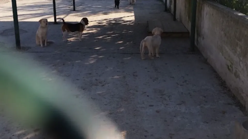 Planeta HamHam — fotografie de copertă