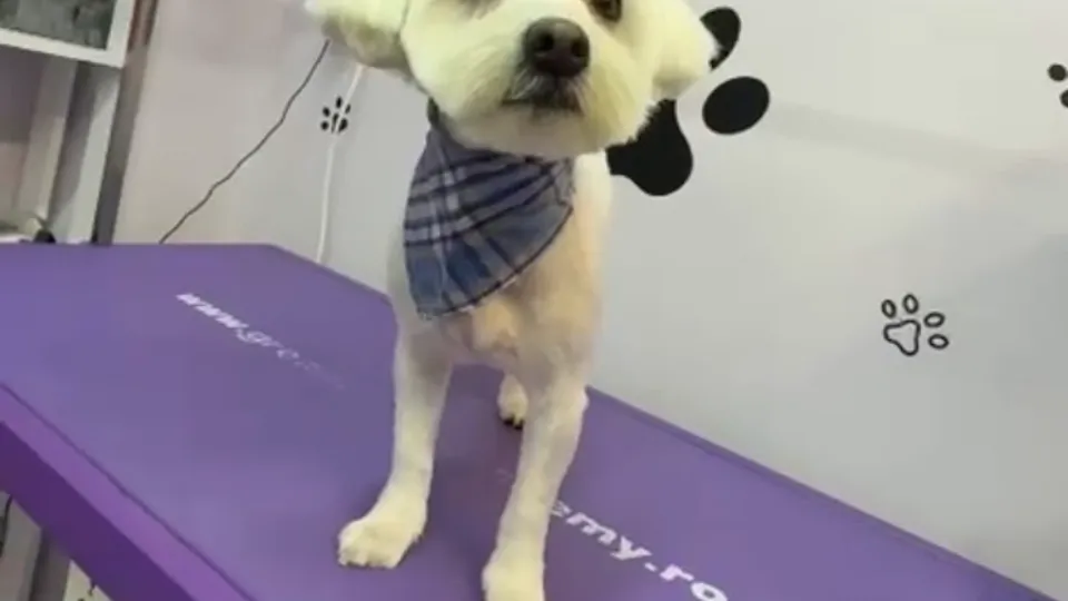 Fancy Fluffs Grooming Salon — fotografie de copertă