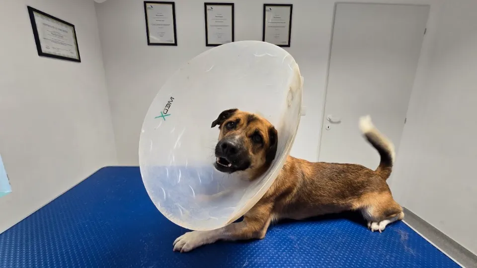 Cabinet medical veterinar & Farmacie Veterinară și Toaletaj Canin, Giarmata — fotografie de copertă