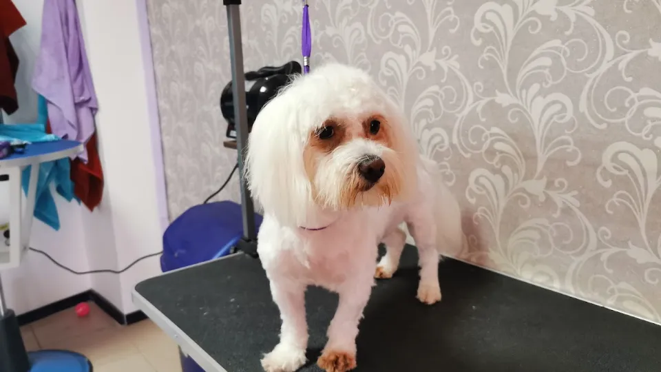 Amelly Salon — fotografie de copertă