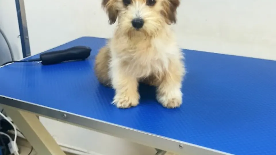 Sofia Pets-Coafor canin — fotografie de copertă