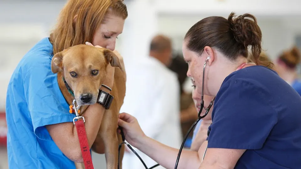 Univet Diagnostic — fotografie de copertă
