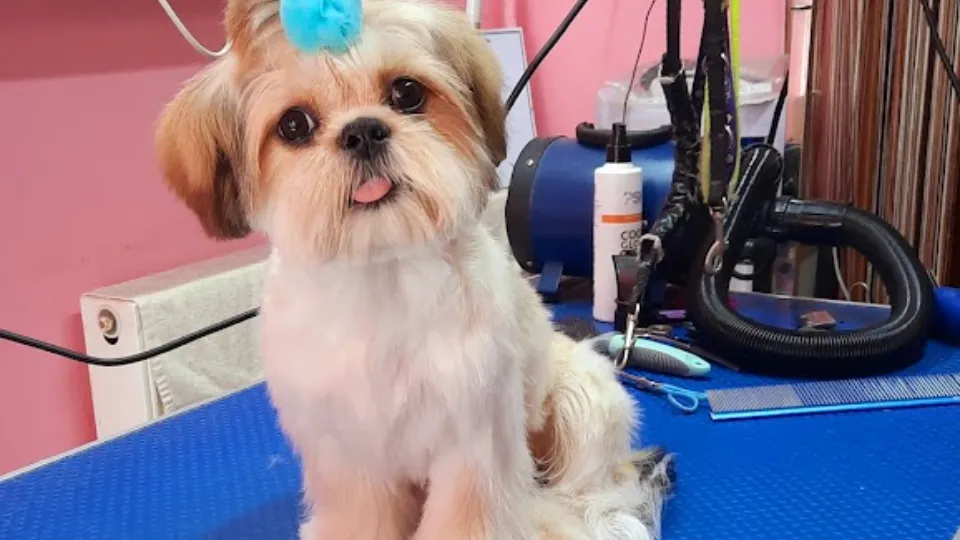 Pufi Dog Frizerie Canina Arad. Cosmetica Canina, Felina Arad. Tuns Caini Arad — fotografie de copertă