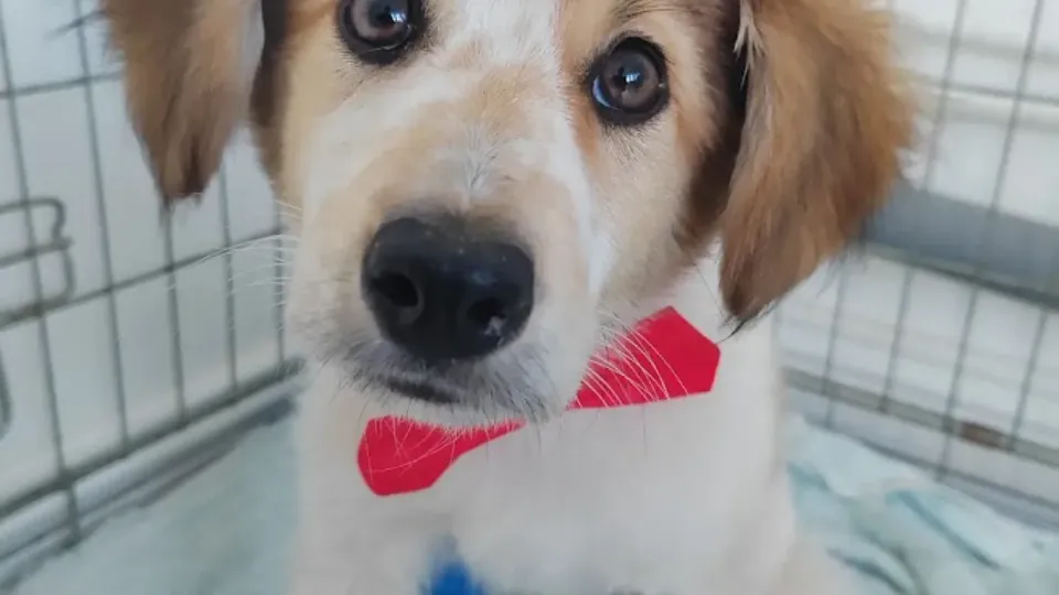 Cabinet veterinar /Grooming/ Hotel FrumiPets — fotografie de copertă