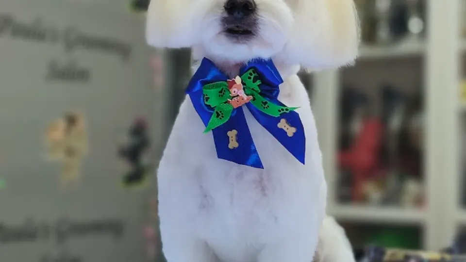 Buru Paula Cosmetica Canină PFA — fotografie de copertă