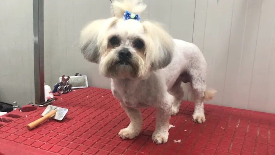 PETY PET-COAFOR CANIN CRAIOVA| FRIZERIE ANIMALE — fotografie de copertă