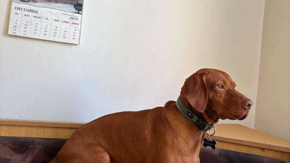 Karma Dog Hotel - Gradinita si Hotel Caini — fotografie de copertă