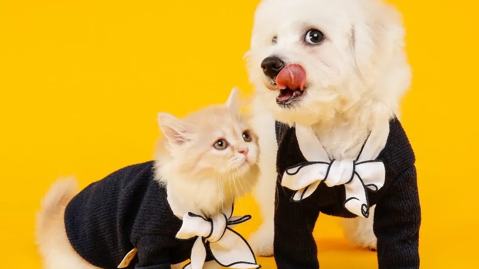Pet-Sitting Constanta — fotografie de copertă