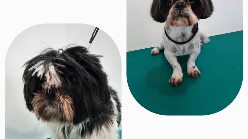 Canina Frizerie Canina — fotografie de copertă