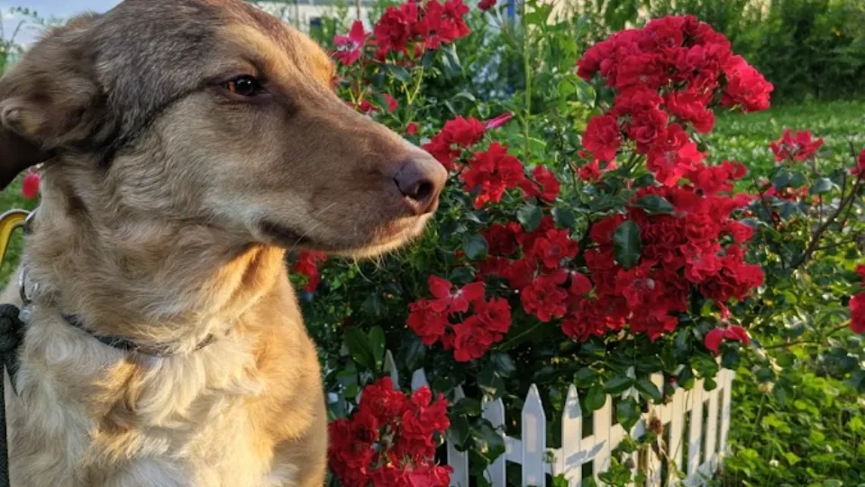 DOGTORS Pet Hotel — fotografie de copertă