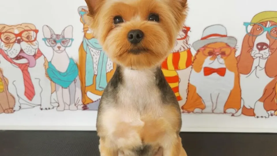 Dog Groomer Dumbravita — fotografie de copertă