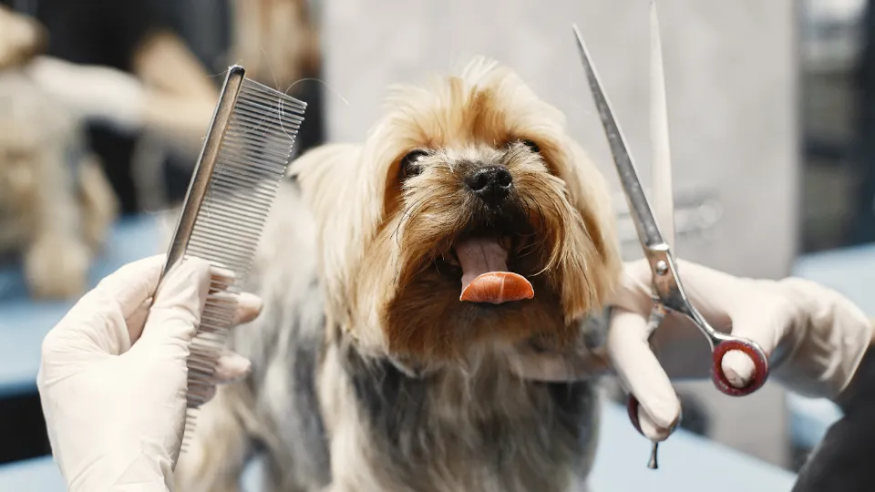 Salon Frizerie Canina Nana Dogs — fotografie de copertă