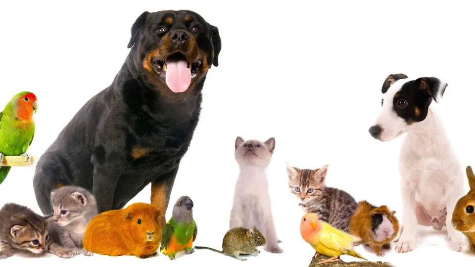 CABINET SI FARMACIE VETERINARA BRAZDA-COSVET FARM — fotografie de copertă