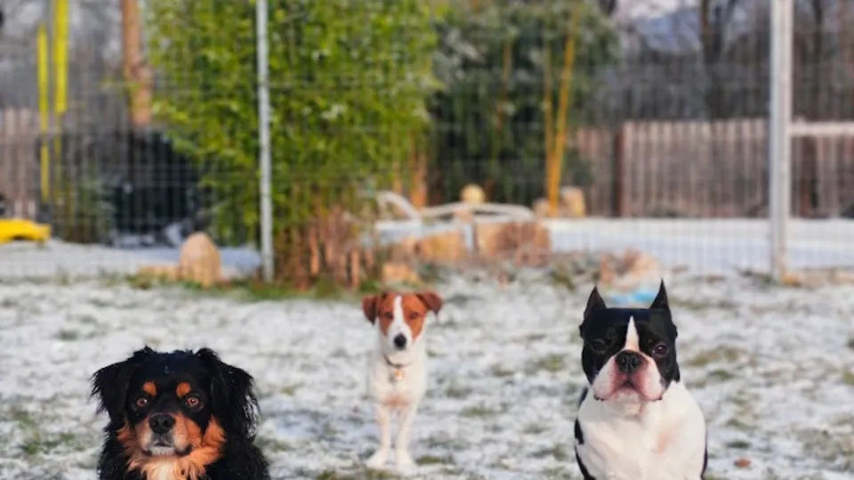 Dogmaster - Dog Hotel — fotografie de copertă