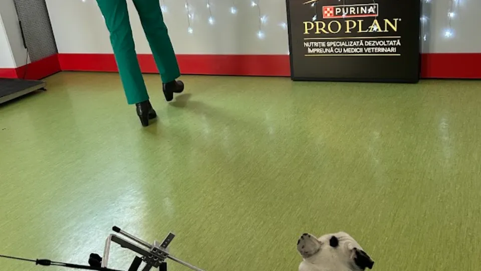 Spitalul Clinic pentru animale de companie — fotografie de copertă