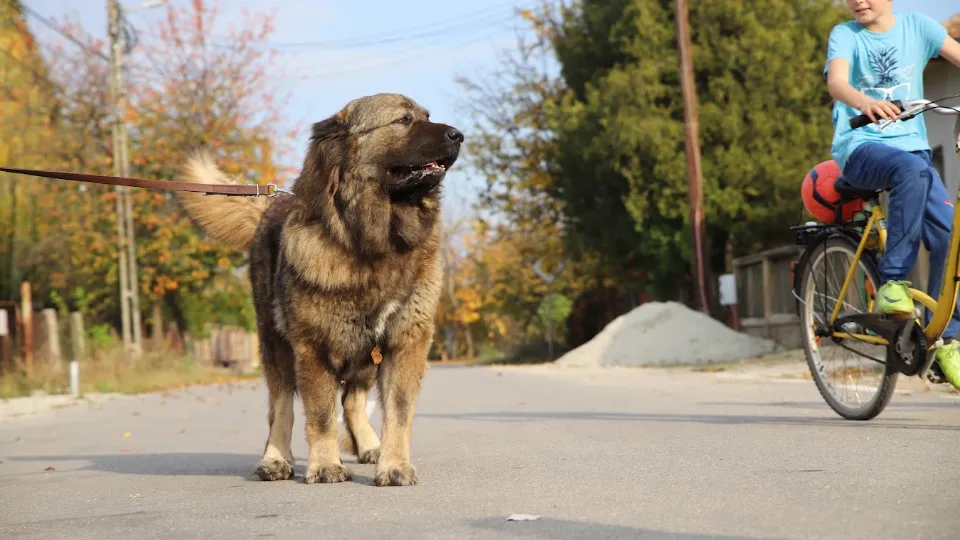 Titans Family - Caucasian Shepherd Dogs — fotografie de copertă