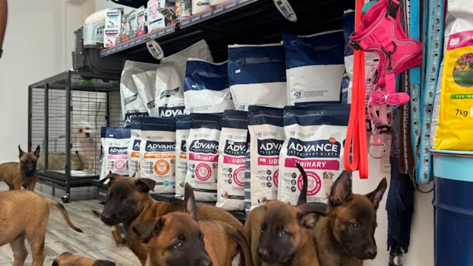 Medlovet cabinet veterinar - farmacie veterinara — fotografie de copertă